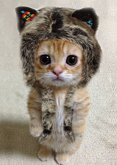 cat-in-a-hat-2